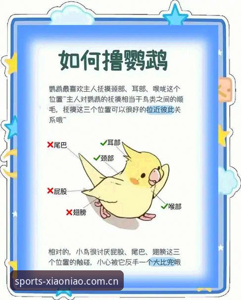 5项核心升级解读：小鸟体育专属之旅如何重塑体育爱好者体验